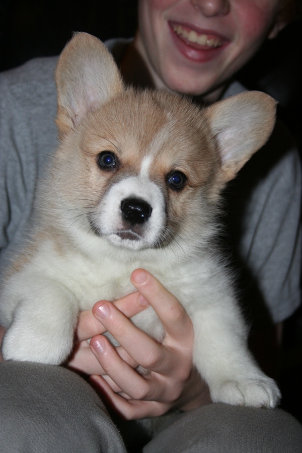 Puppies